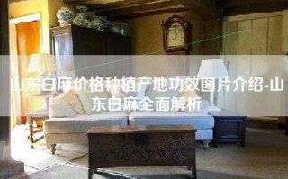 山东白麻价格种植产地功效图片介绍-山东白麻全面解析