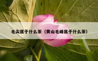 毛尖属于什么茶（黄山毛峰属于什么茶）