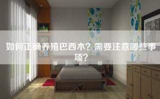 如何正确养殖巴西木？需要注意哪些事项？