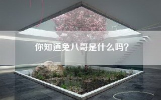 你知道兔八哥是什么吗？