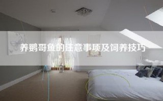 养鹦哥鱼的注意事项及饲养技巧