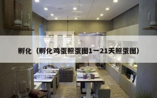 孵化（孵化鸡蛋照蛋图1一21天照蛋图）