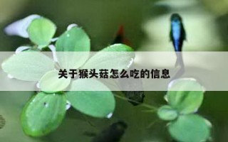 关于猴头菇怎么吃的信息