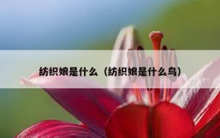 纺织娘是什么（纺织娘是什么鸟）