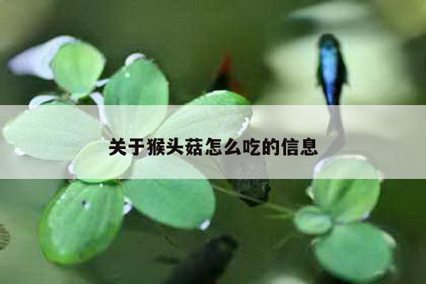 关于猴头菇怎么吃的信息-第1张图片