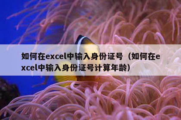 如何在excel中输入身份证号（如何在excel中输入身份证号计算年龄）-第1张图片