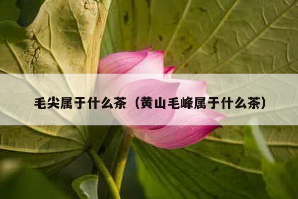 毛尖属于什么茶（黄山毛峰属于什么茶）-第1张图片