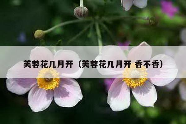 芙蓉花几月开（芙蓉花几月开 香不香）-第1张图片