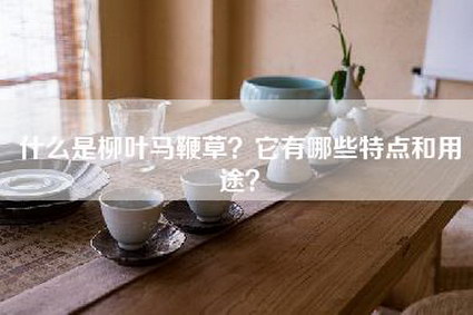 什么是柳叶马鞭草？它有哪些特点和用途？-第1张图片