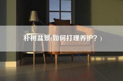 朴树盆景(如何打理养护？)-第1张图片