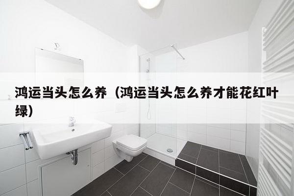 鸿运当头怎么养（鸿运当头怎么养才能花红叶绿）-第1张图片